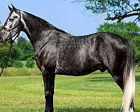 novice-rider-tennessee-walking-horse