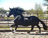 classical-foal