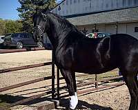 black-none-horse