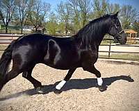 none-horse