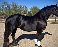 athletic-friesian-horse