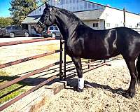 flashy-friesian-horse