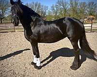 dressage-friesian-horse