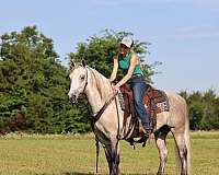 gaited-trail-horse-missouri-fox-trotter