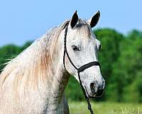 gaited-missouri-fox-trotter-horse