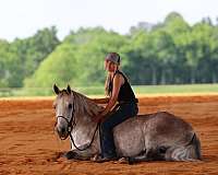 safe-missouri-fox-trotter-horse