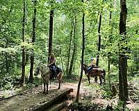 beginner-safe-missouri-fox-trotter-horse