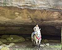 tennessee-walking-horse-missouri-fox-trotter