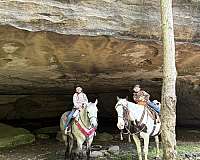 hunting-missouri-fox-trotter-horse