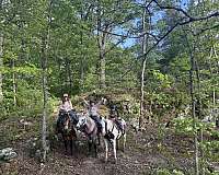 gun-safe-missouri-fox-trotter-horse