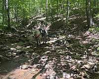 no-spook-missouri-fox-trotter-horse