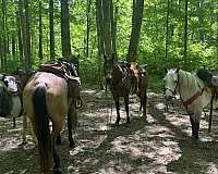novice-rider-missouri-fox-trotter-horse