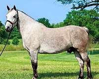lessons-horse-missouri-fox-trotter