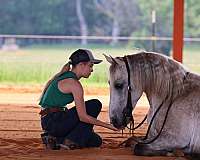 athletic-missouri-fox-trotter-horse