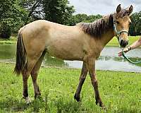 dunskin-tennessee-walking-filly