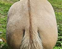 dunskin-twhbea-horse