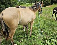dunskin-twhbea-filly