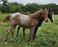 star-horse