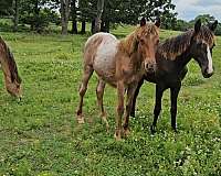 red-roan-star-horse