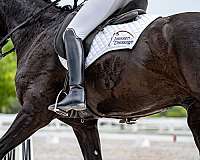 dressage-fei-oldenburg-horse