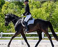 black-dressage-fei-horse