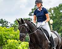 fei-gelding-mare