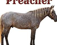 lesson-gelding-foal