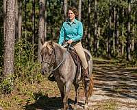 therapy-gelding-foal