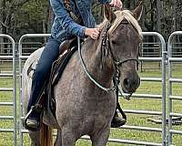 rocky-mountain-gelding-foal