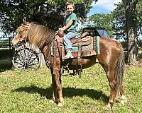affordable-haflinger-pony