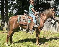 auction-haflinger-pony