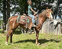 beginner-rider-haflinger-pony