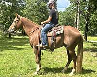 a-sorrel-tennessee-walking-horse