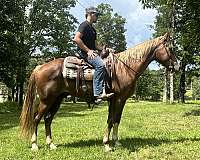 a-sorrel-gelding