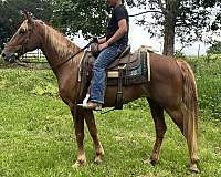 trotter-mare