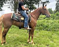 around-missouri-fox-trotter-horse