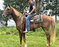 broke-missouri-fox-trotter-horse