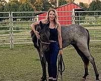blue-roan-roan-twhbea-colt-yearling