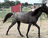 twhbea-colt-yearling