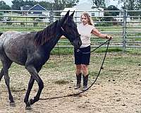 leads-stallion