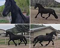black-friesian-mare