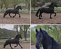 black-fhana-mare