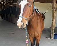 quarter-horse-filly