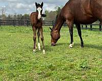 quarter-horse-for-sale