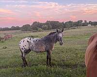 appaloosa-horse-for-sale