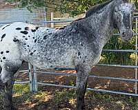 appaloosa-mare