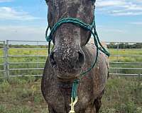 appaloosa-horse