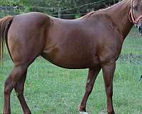 blaze-4-white-socks-2-blue-eyes-horse