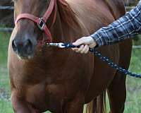 bay-roan-blaze-4-white-socks-2-blue-eyes-horse