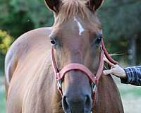 all-around-quarter-horse
